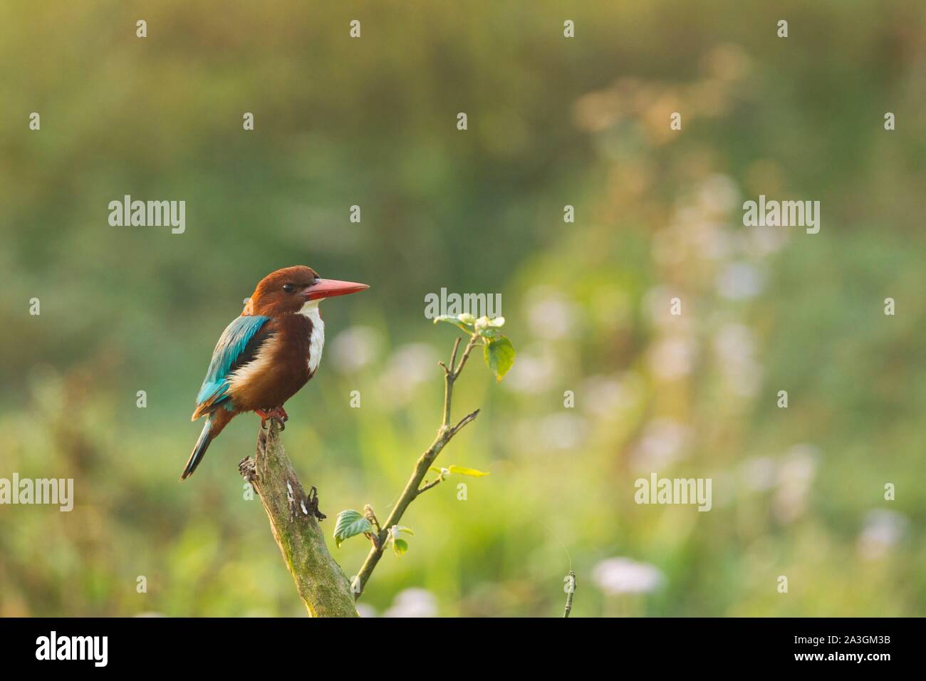 Il Nepal, Chitwan il parco nazionale, bianco-throated Kingfisher (Halcyon smyrnensis) Foto Stock