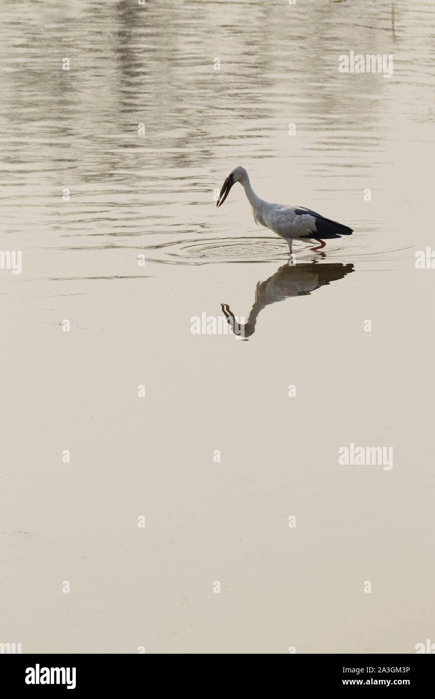 Il Nepal, Chitwan il parco nazionale, Asian Openbill (Anastomus oscitans) alimentazione nel fiume Foto Stock