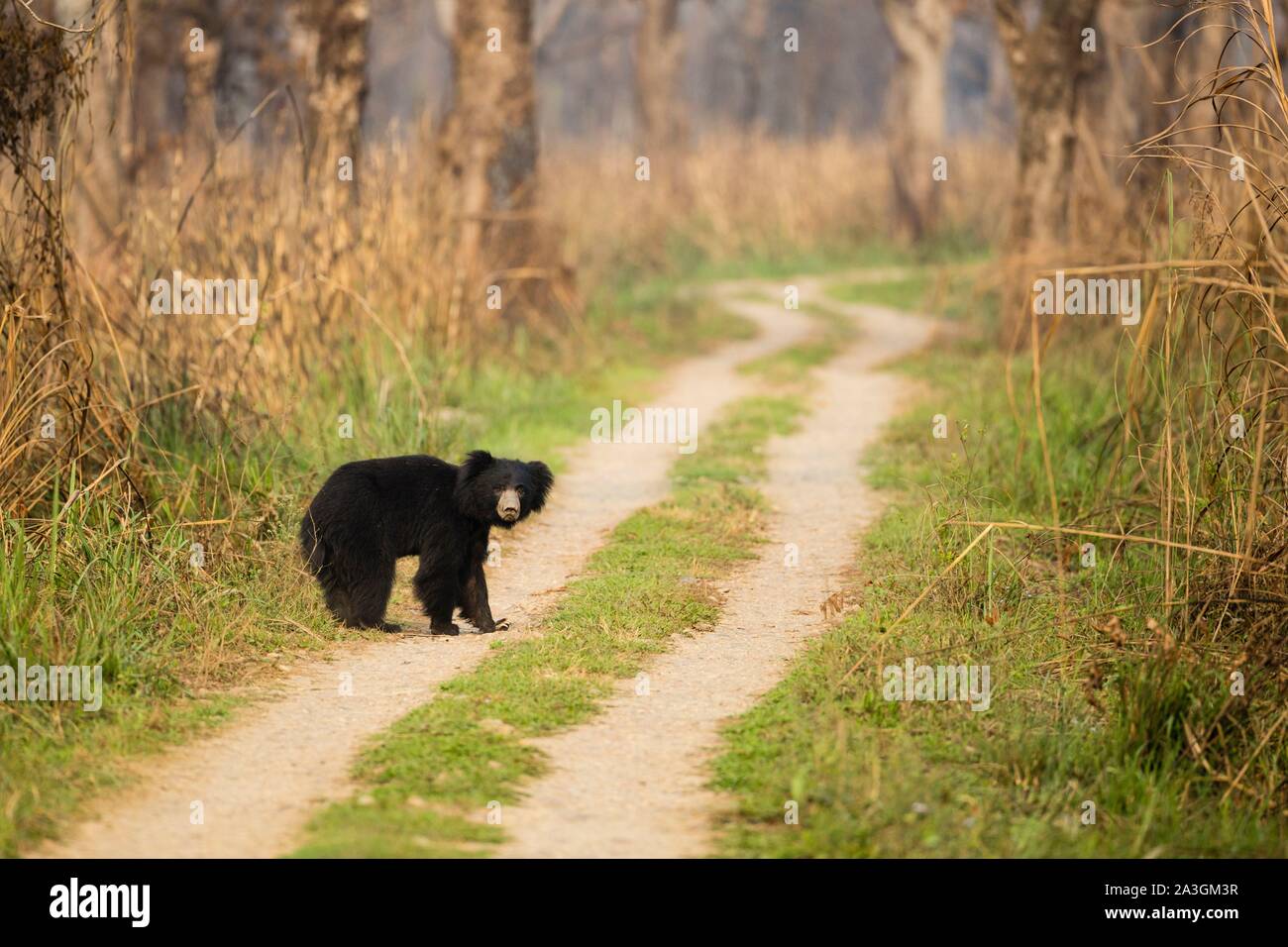 Il Nepal, Chitwan il parco nazionale, Sloth Bear (Melursus ursinus) attraversando una strada sterrata Foto Stock