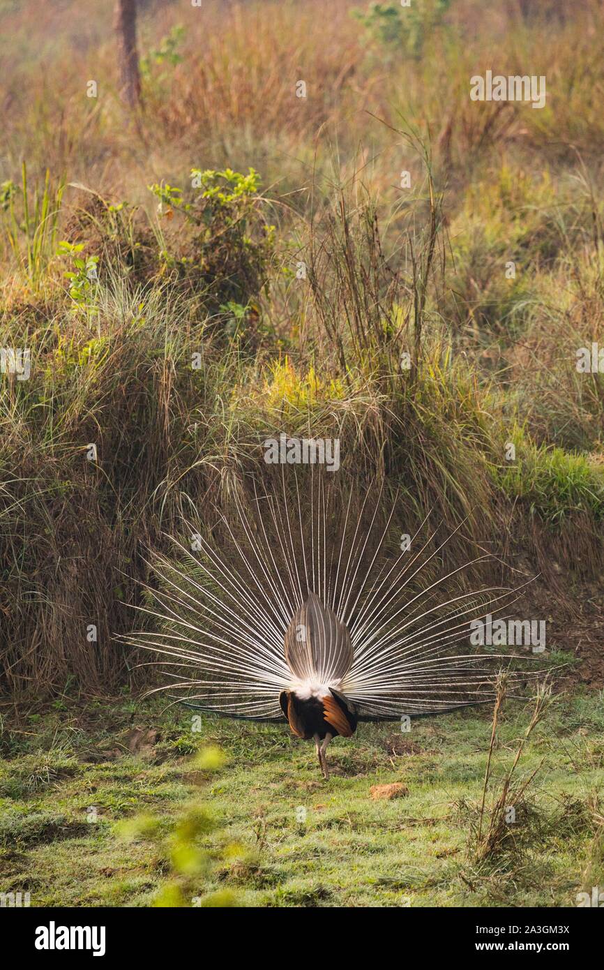 Il Nepal, Chitwan il parco nazionale, Peafowl indiano (Pavo cristatus) dancing in prati Foto Stock