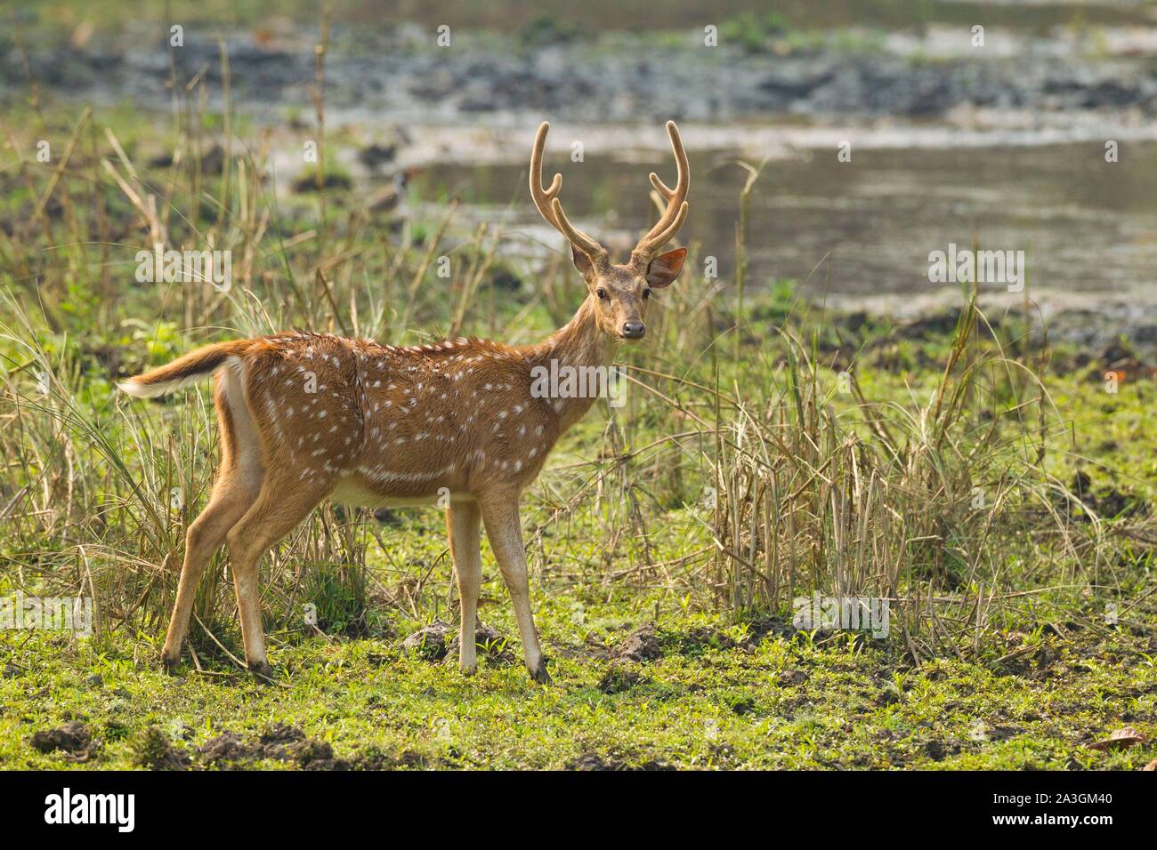 Il Nepal, Chitwan il parco nazionale, spotted deer (asse asse) maschio Foto Stock