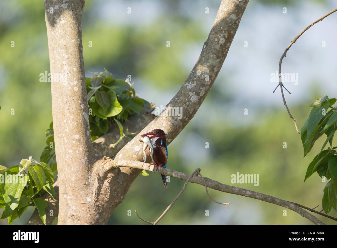 Il Nepal, Chitwan il parco nazionale, bianco-throated Kingfisher (Halcyon smyrnensis) con frog nel suo becco Foto Stock