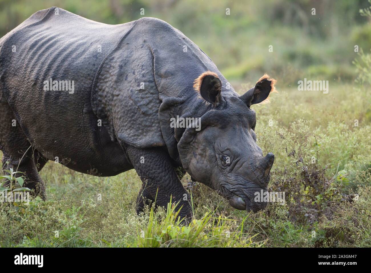 Il Nepal, Chitwan il parco nazionale, maggiore di un corno di rinoceronte (Rhinoceros unicornis) Foto Stock