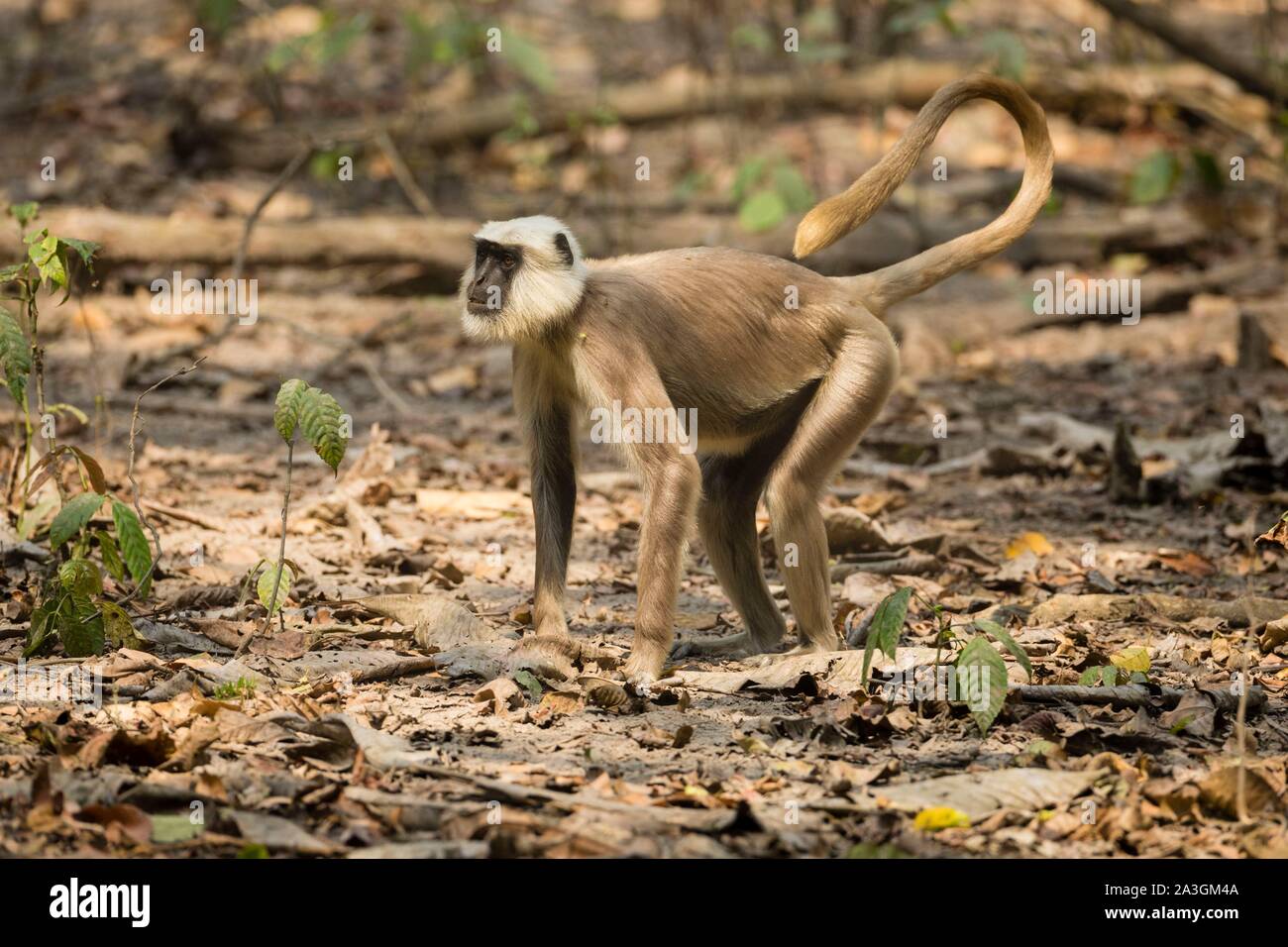 Il Nepal, Chitwan il parco nazionale, Tarai Langur grigio (Semnopithecus hector) sul terreno Foto Stock