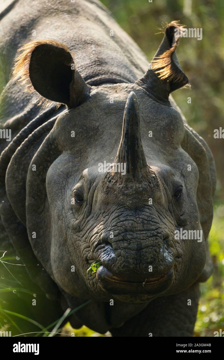 Il Nepal, Chitwan il parco nazionale, ritratto di uno più grande-cornuto Rhino (Rhinoceros unicornis) Foto Stock