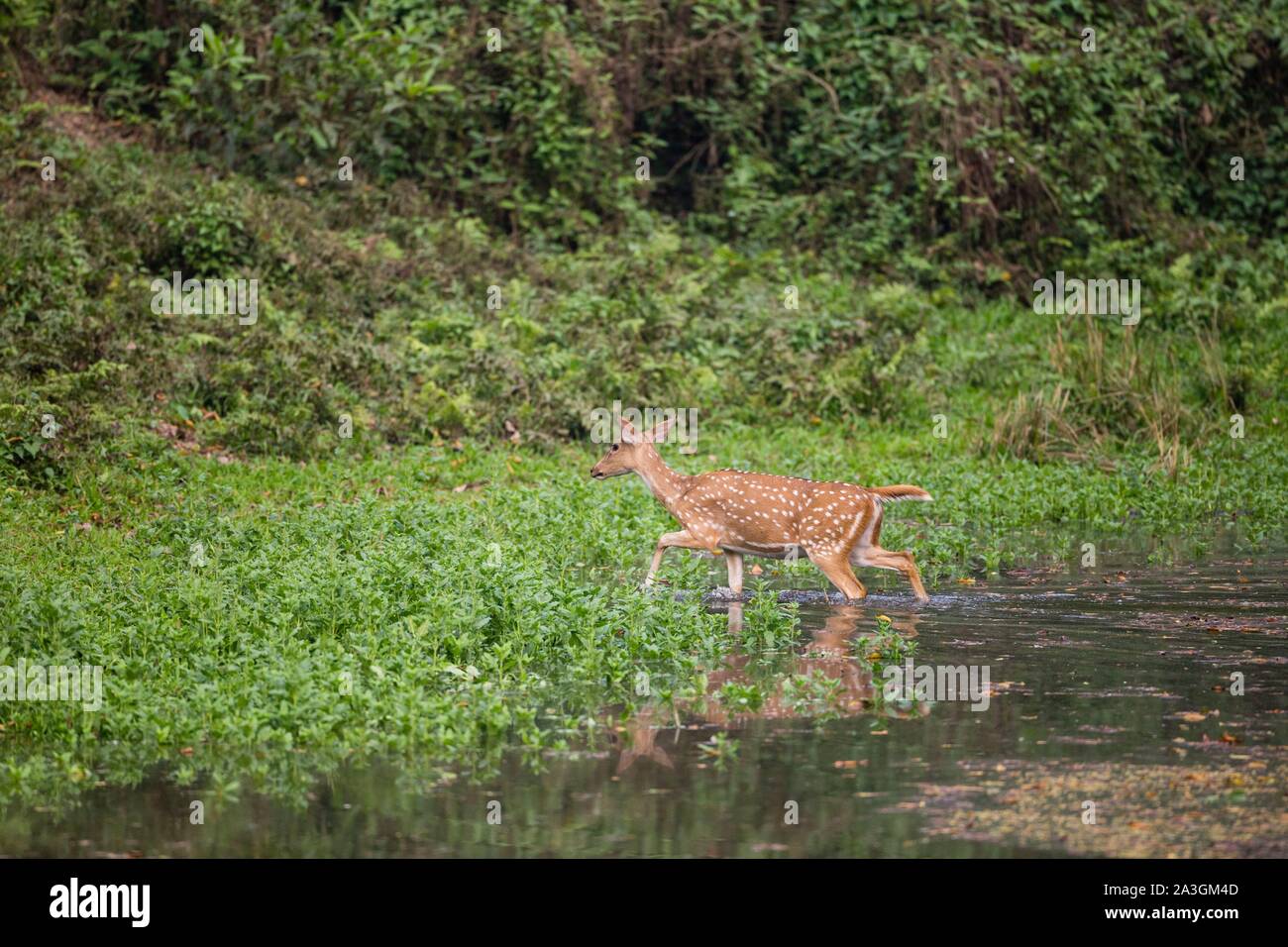 Il Nepal, Chitwan il parco nazionale, spotted deer (asse asse) attraversando un stagno di acqua Foto Stock
