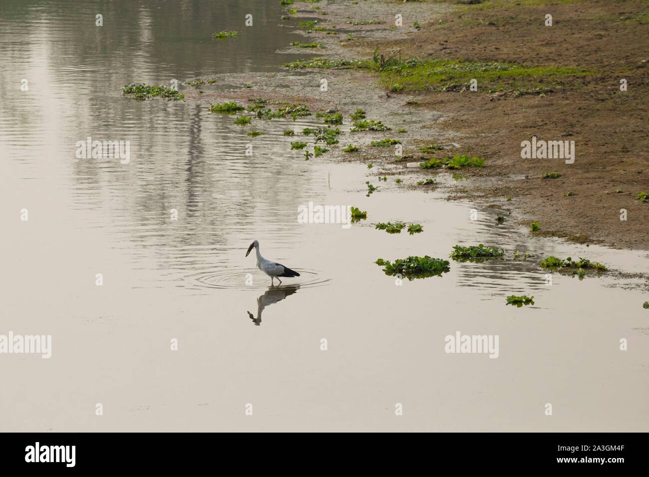 Il Nepal, Chitwan il parco nazionale, Asian Openbill (Anastomus oscitans) alimentazione nel fiume Foto Stock