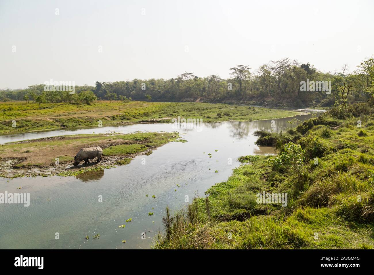 Il Nepal, Chitwan il parco nazionale, maggiore di un corno di rinoceronte (Rhinoceros unicornis) nel fiume Foto Stock