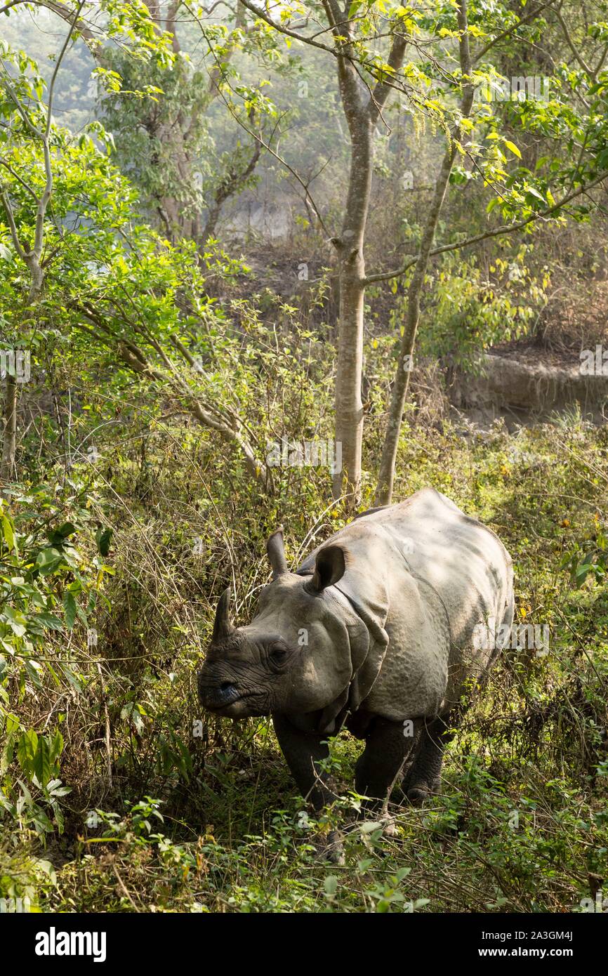 Il Nepal, Chitwan il parco nazionale, maggiore di un corno di rinoceronte (Rhinoceros unicornis) nella foresta Foto Stock