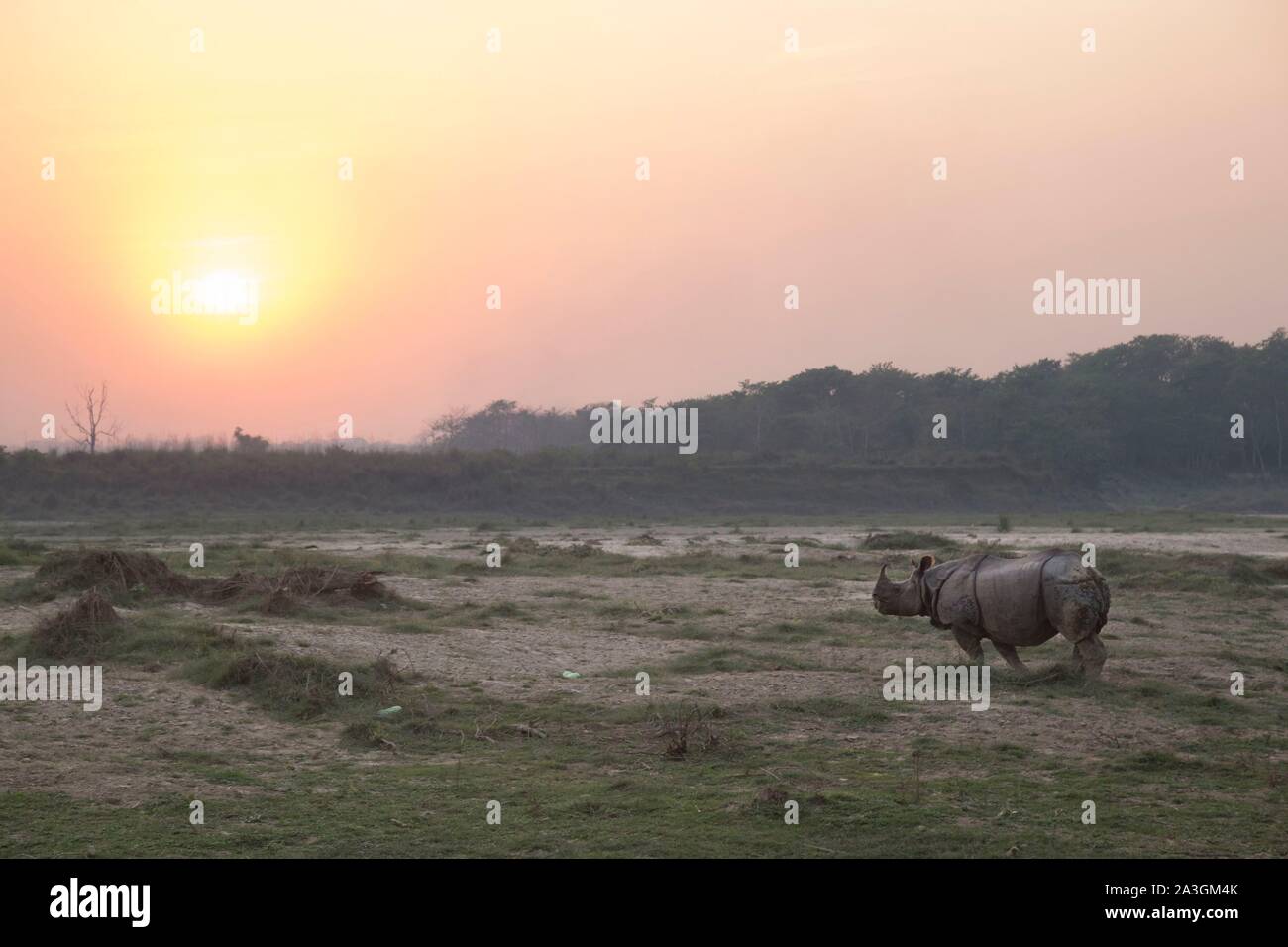 Il Nepal, Chitwan il parco nazionale, maggiore di un corno di rinoceronte (Rhinoceros unicornis) al tramonto Foto Stock