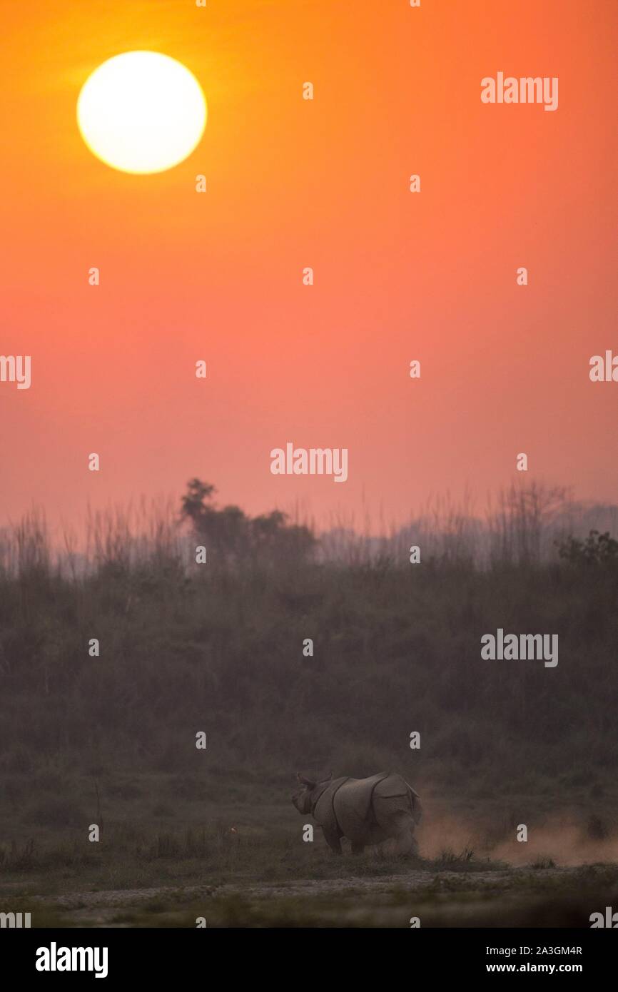 Il Nepal, Chitwan il parco nazionale, maggiore di un corno di rinoceronte (Rhinoceros unicornis) al tramonto Foto Stock