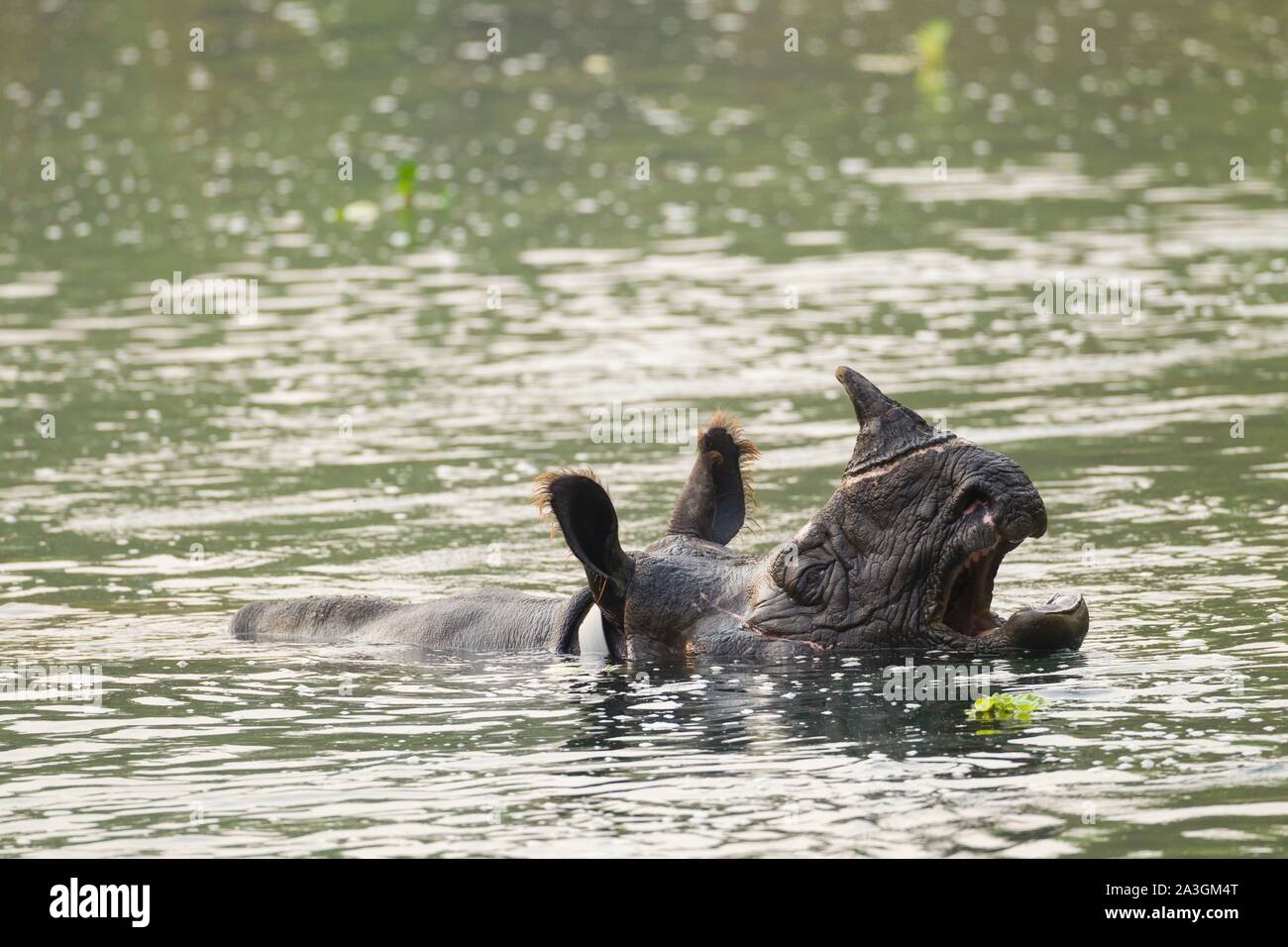 Il Nepal, Chitwan il parco nazionale, maggiore di un corno di rinoceronte (Rhinoceros unicornis) immerso nel fiume Foto Stock