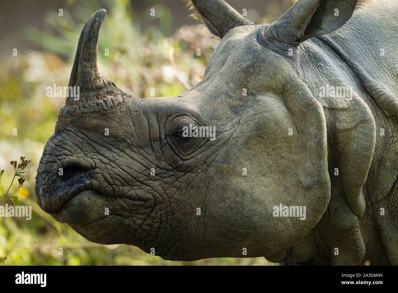 Il Nepal, Chitwan il parco nazionale, ritratto di uno più grande-cornuto Rhino (Rhinoceros unicornis) Foto Stock