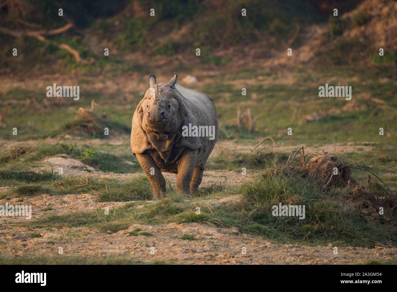 Il Nepal, Chitwan il parco nazionale, maggiore di un corno di rinoceronte (Rhinoceros unicornis) al tramonto Foto Stock