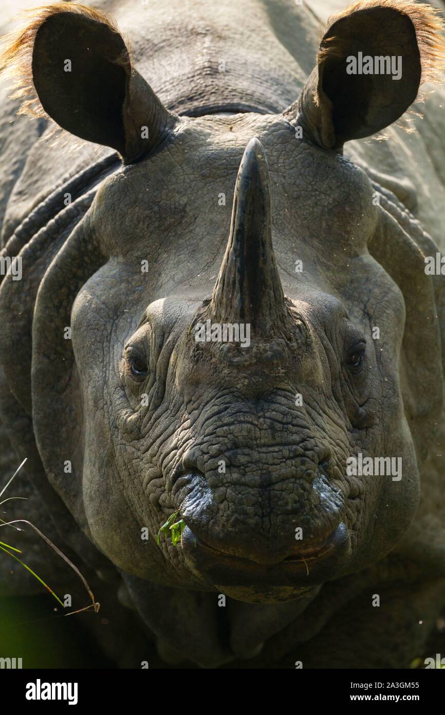 Il Nepal, Chitwan il parco nazionale, ritratto di uno più grande-cornuto Rhino (Rhinoceros unicornis) Foto Stock