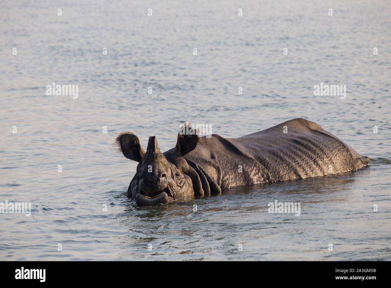 Il Nepal, Chitwan il parco nazionale, maggiore di un corno di rinoceronte (Rhinoceros unicornis) immerso nel fiume Foto Stock