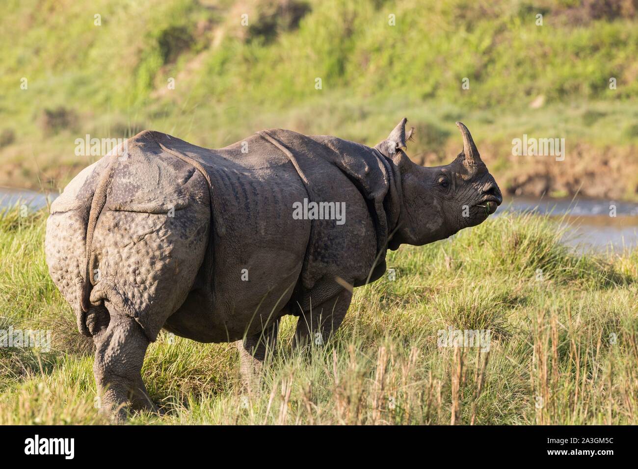 Il Nepal, Chitwan il parco nazionale, maggiore di un corno di rinoceronte (Rhinoceros unicornis) Foto Stock