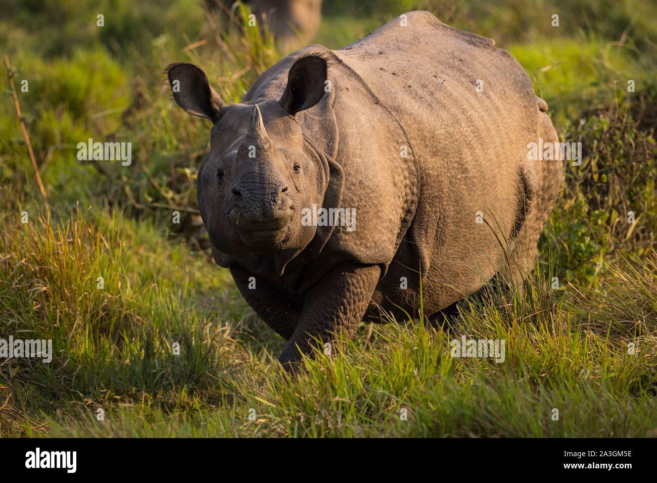 Il Nepal, Chitwan il parco nazionale, maggiore di un corno di rinoceronte (Rhinoceros unicornis) Foto Stock