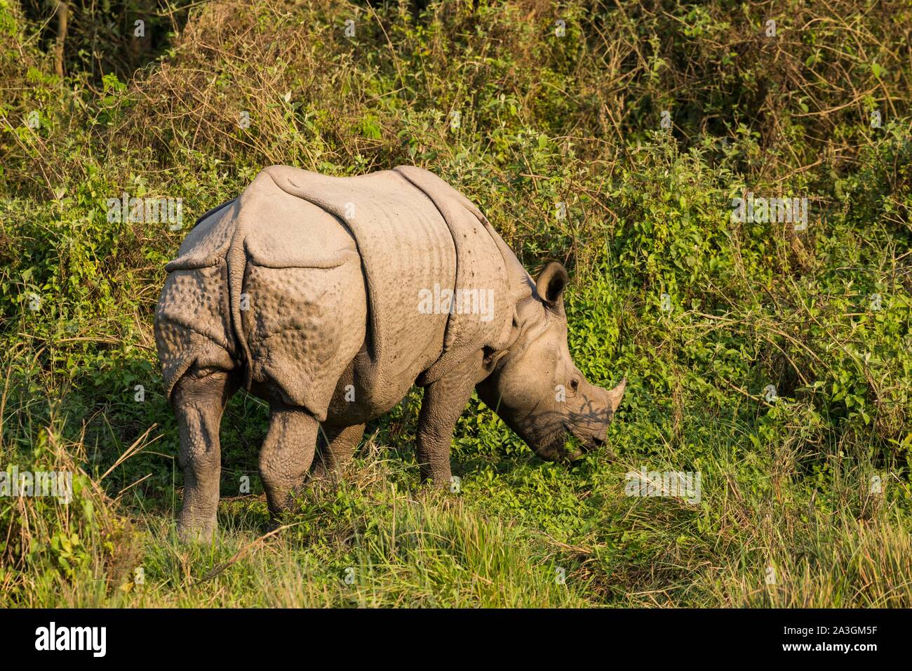 Il Nepal, Chitwan il parco nazionale, maggiore di un corno di rinoceronte (Rhinoceros unicornis) mangiare Foto Stock