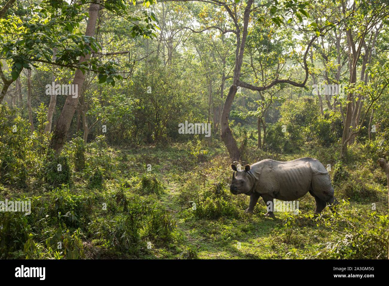 Il Nepal, Chitwan il parco nazionale, maggiore di un corno di rinoceronte (Rhinoceros unicornis) nella foresta Foto Stock