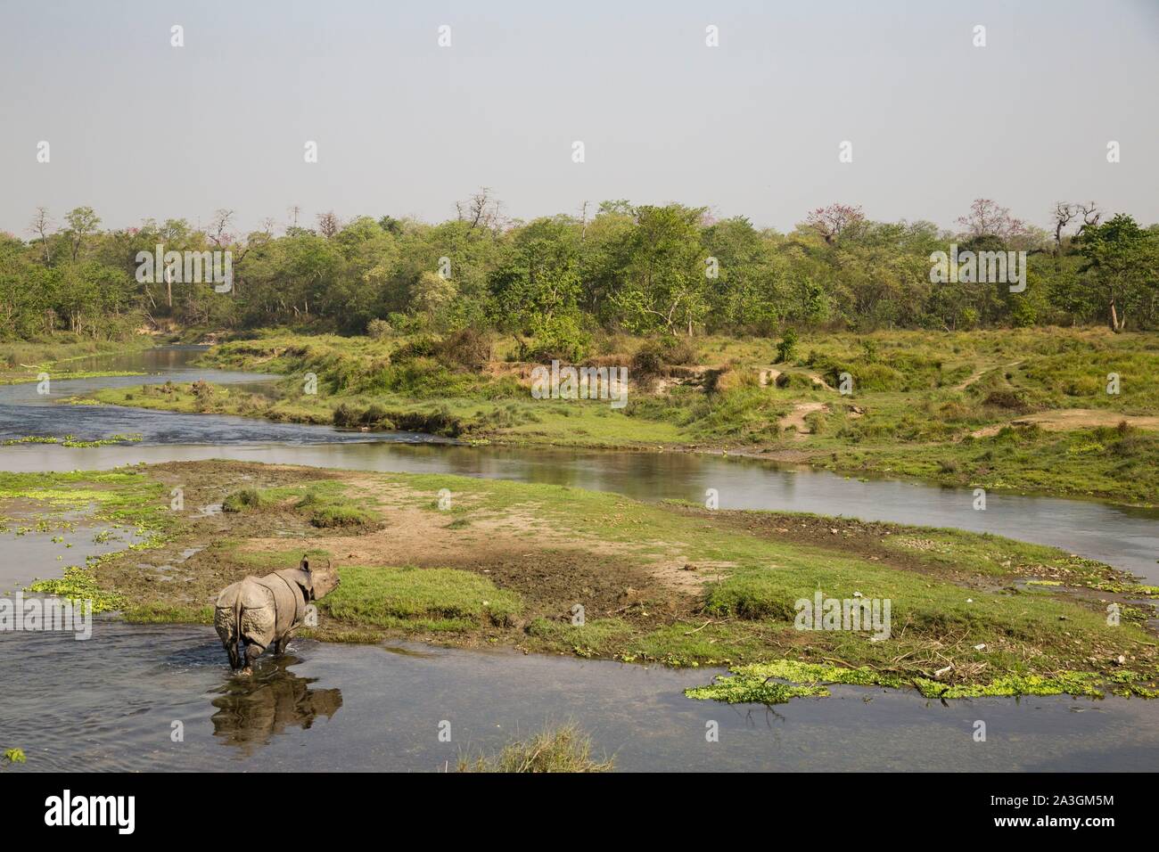 Il Nepal, Chitwan il parco nazionale, maggiore di un corno di rinoceronte (Rhinoceros unicornis) nel fiume Foto Stock