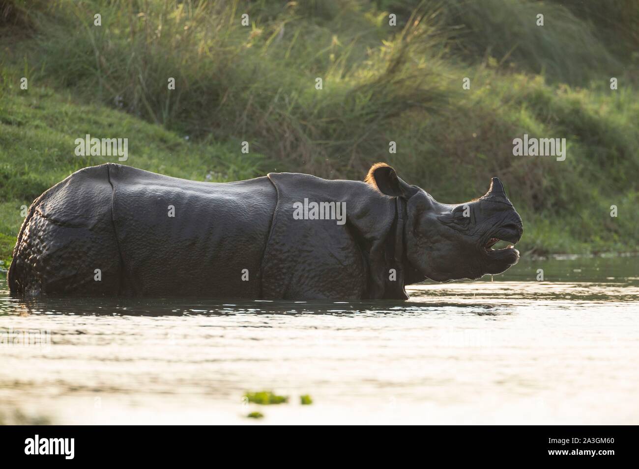 Il Nepal, Chitwan il parco nazionale, maggiore di un corno di rinoceronte (Rhinoceros unicornis) nel fiume Foto Stock