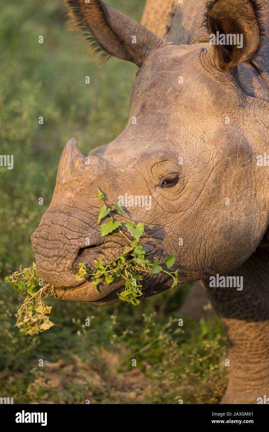 Il Nepal, Chitwan il parco nazionale, maggiore di un corno di rinoceronte (Rhinoceros unicornis) mangiare Foto Stock