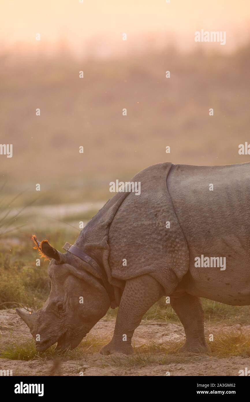 Il Nepal, Chitwan il parco nazionale, maggiore di un corno di rinoceronte (Rhinoceros unicornis) mangiare al tramonto Foto Stock