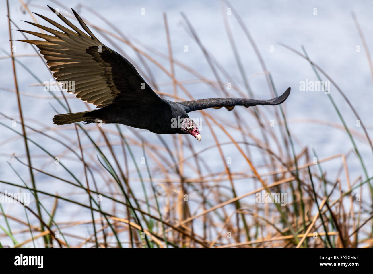 Un rosso intitolata la Turchia vulture battenti in prossimità di un lago in Florida Foto Stock