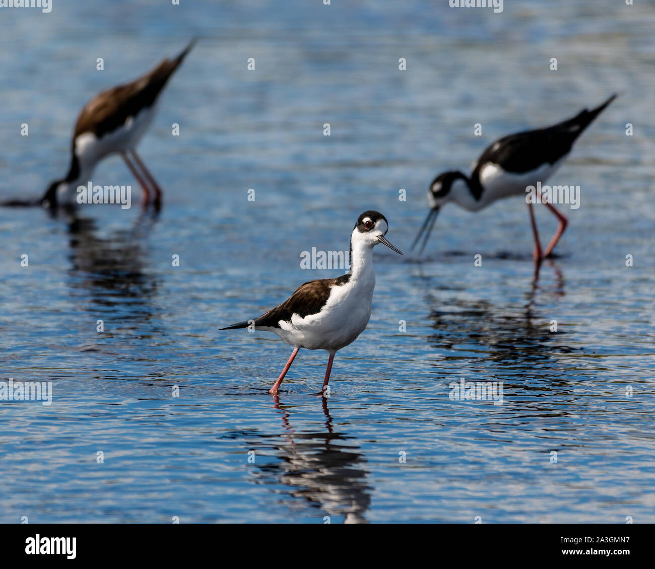 Gruppo di collo nero palafitte wading in corrispondenza del bordo di un fiume Foto Stock