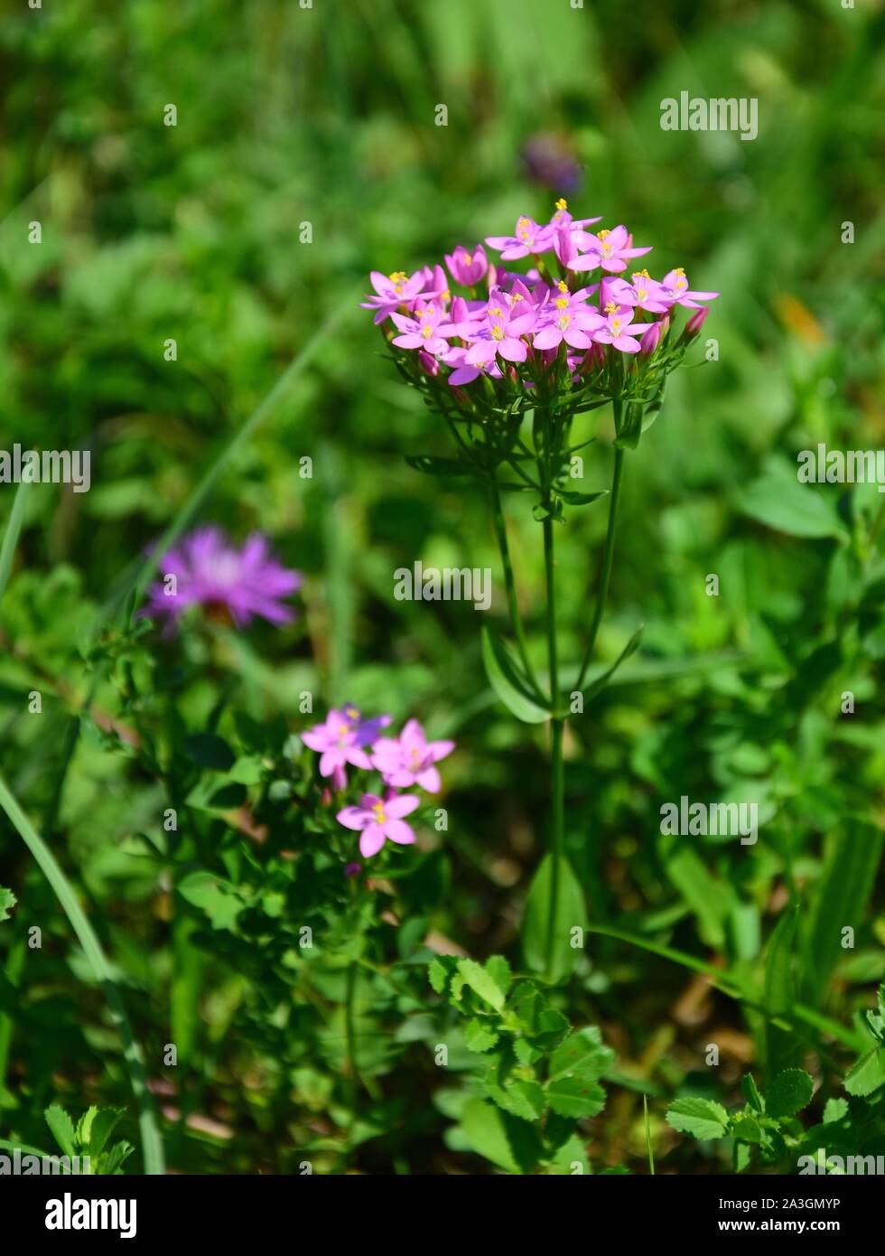 Centaurium erythraea è una specie di pianta flowering nella famiglia di genziana noti con i nomi comuni comuni e centaury centaury europea. In verticale Foto Stock