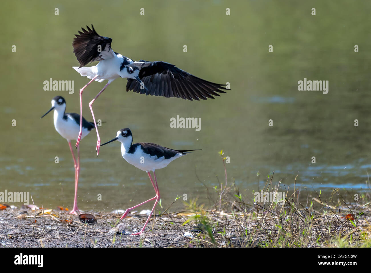 Collo Nero palafitte di raccogliere al bordo del lago Foto Stock