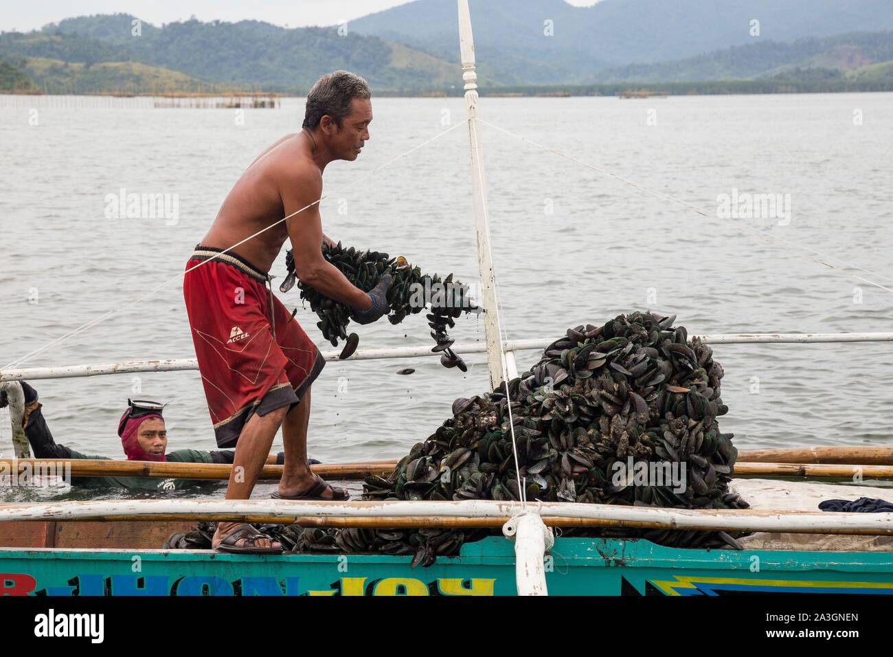 Filippine, Palawan Malampaya suono del paesaggio protetto e Seascape, pescatore verde raccolta di cozze Foto Stock