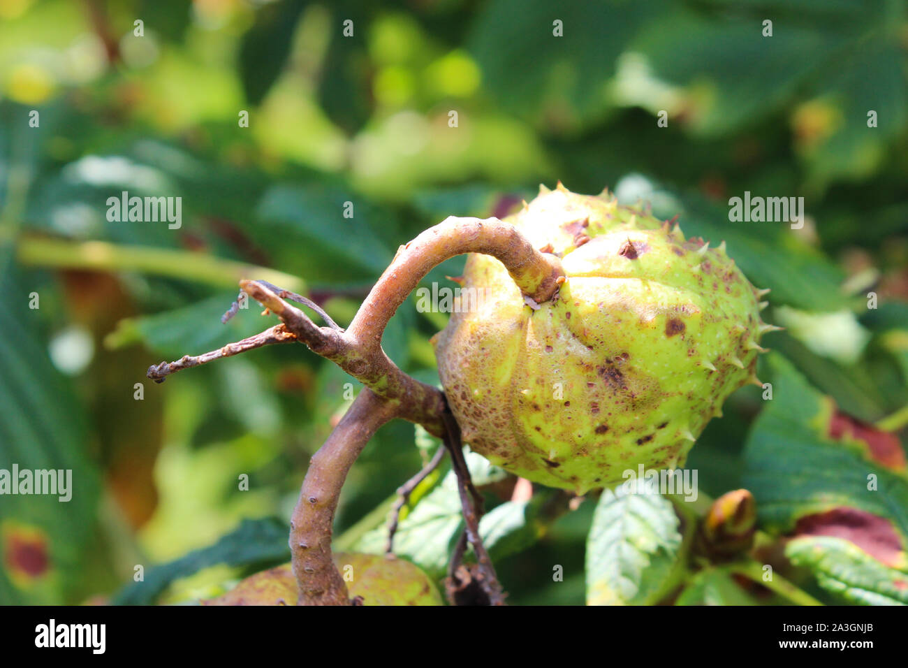 Castagno di cavallo su albero, castagno con frutta Foto Stock
