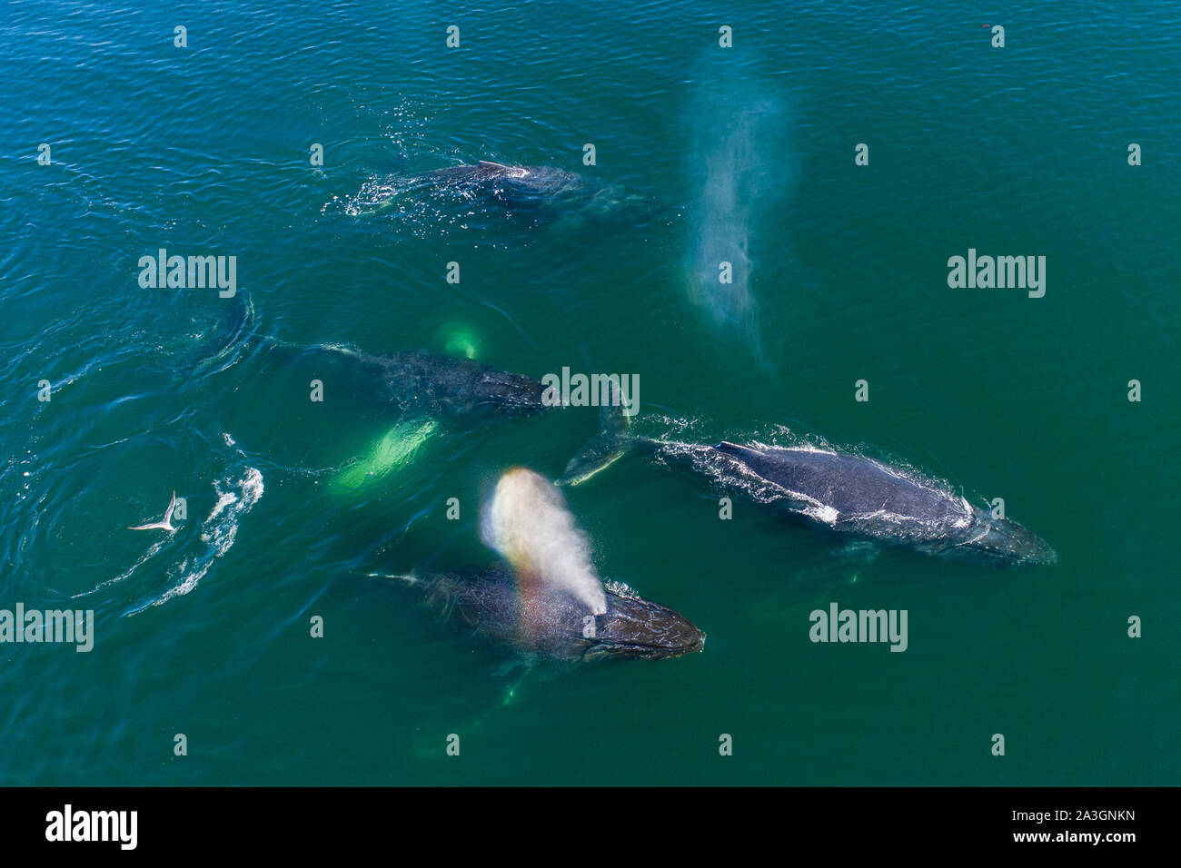 Stati Uniti d'America, Alaska, vista aerea di Balene Humpback (Megaptera novaeangliae) nuoto insieme in corrispondenza di una superficie di Federico audio durante la bolla alimentazione rete su herri Foto Stock