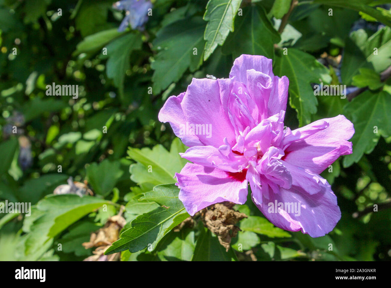 Bel fiore rosa, pianta di orchidee Foto Stock