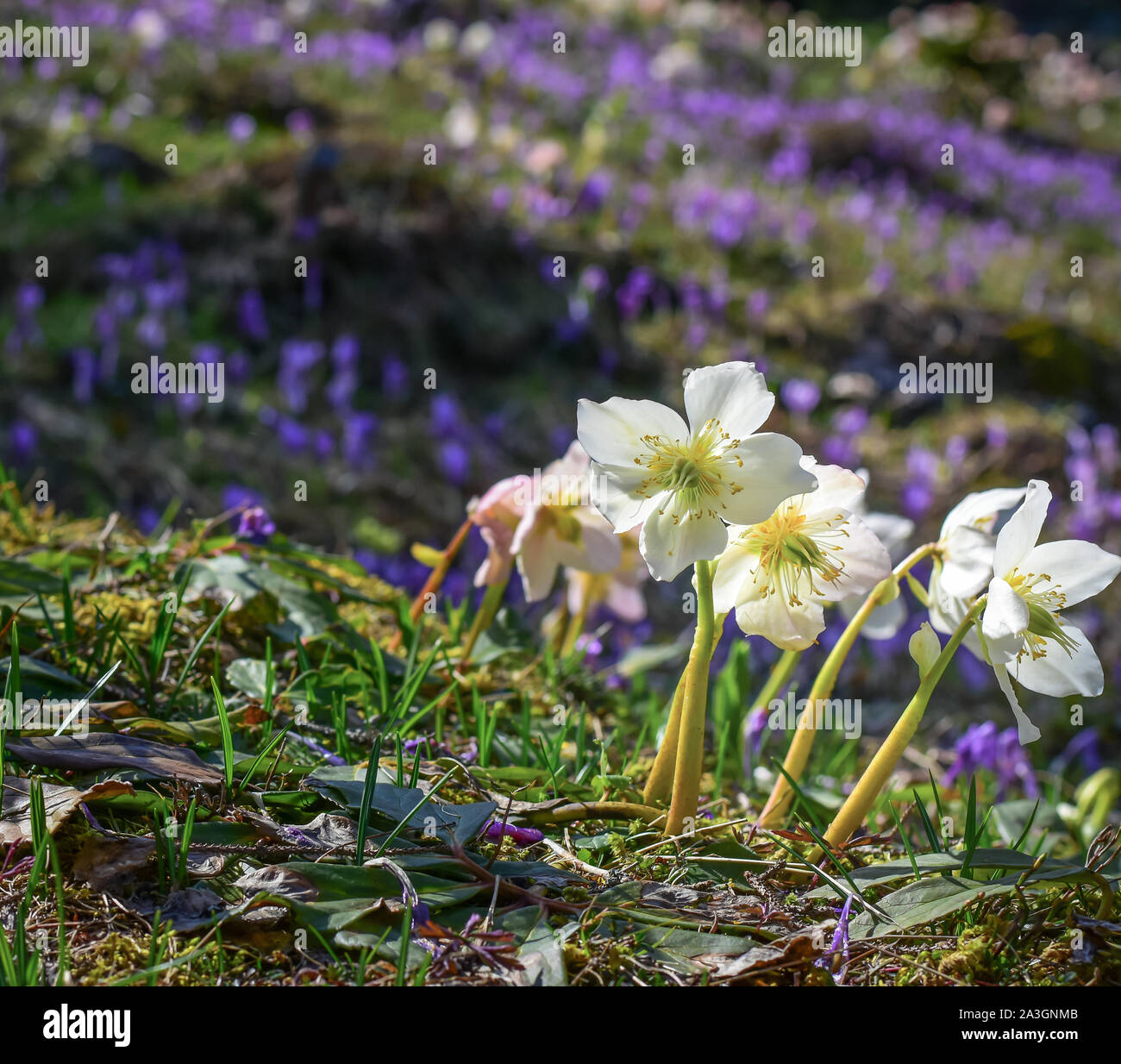 Hellebores fiore in piena fioritura. Sulla collina di Velika planina in Slovenia. Con sfocate crocus viola per lo sfondo. Foto Stock