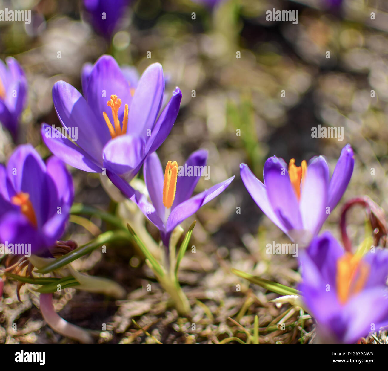 Bella viola fiori di primavera sulle colline di Velika planina in Slovenia, Kamnik Alpi. Viola crocus, Crocus sativus, da chiudere. Foto Stock