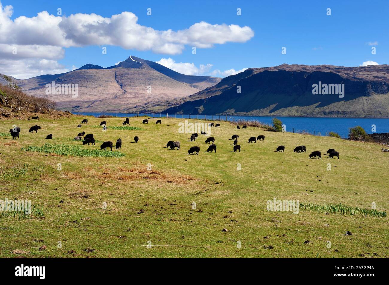 Regno Unito, Scozia, Highland, Ebridi Interne, Isola di Ulva vicino alla costa occidentale dell'isola di Mull (in background), gregge di delle Ebridi, pecore nere della Scozia Foto Stock