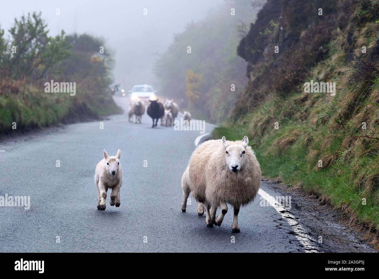Regno Unito, Scozia, altopiani, Ebridi, Isola di Skye, Uig, pecore al galoppo sulla strada Foto Stock