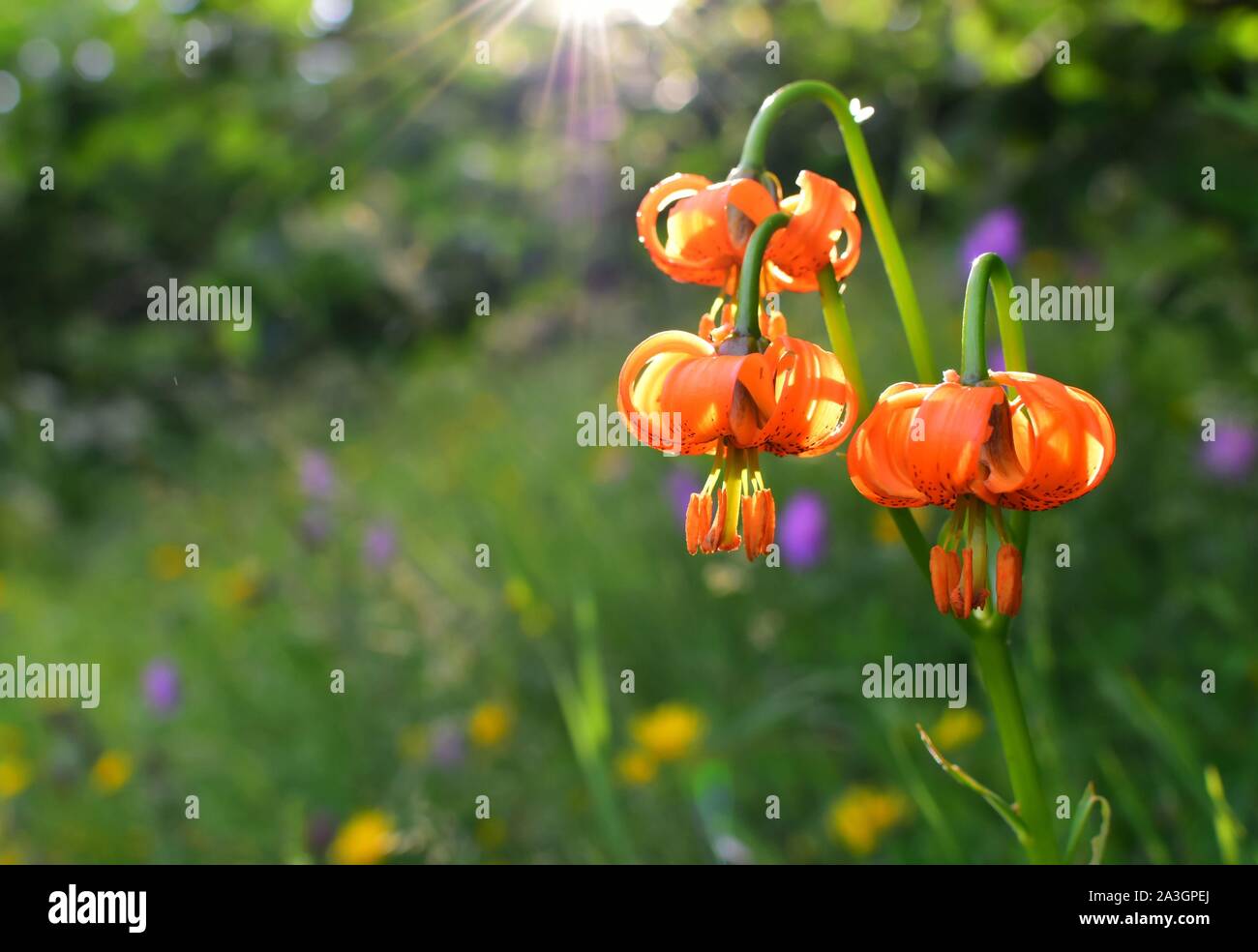 Bella foto del Lilium carniolicum, comunemente chiamato golden apple o Carniolan lily. Essa è circondata da golden sun raggi. Foto Stock