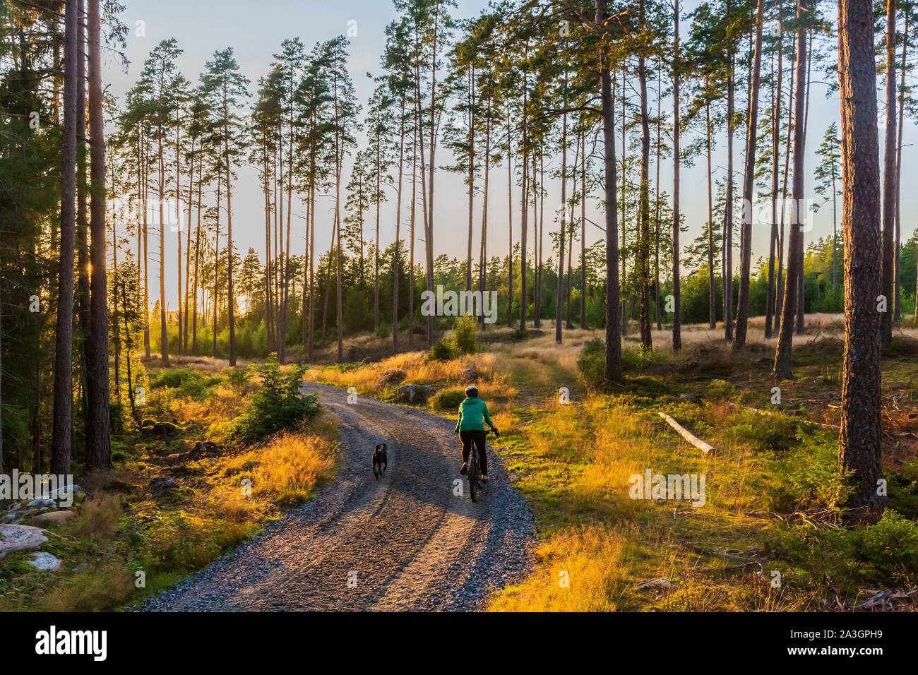 La Svezia, nella contea di Vastra Gotaland, Hokerum, Ulricehamn borgo, Rochat relazione familiare, relax in famiglia la domenica per uno dei laghi intorno alla casa e indietro attraverso la foresta con Brindille Foto Stock