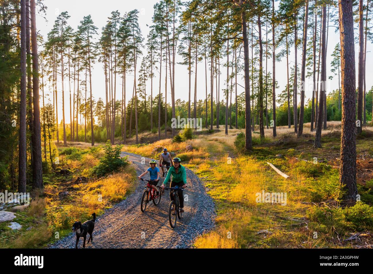 La Svezia, nella contea di Vastra Gotaland, Hokerum, Ulricehamn borgo, Rochat relazione familiare, relax in famiglia la domenica per uno dei laghi intorno alla casa e indietro attraverso la foresta con Brindille Foto Stock
