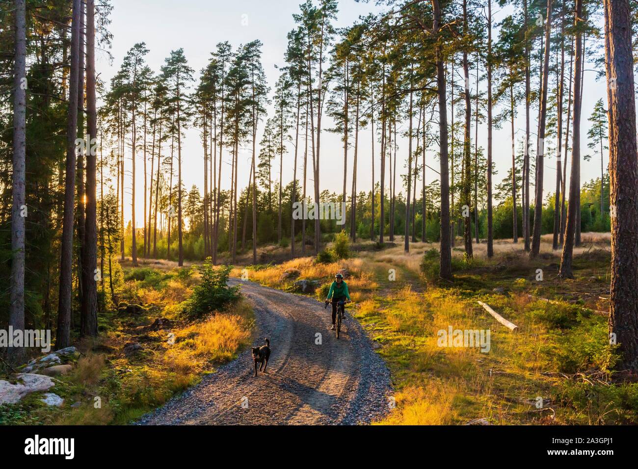 La Svezia, nella contea di Vastra Gotaland, Hokerum, Ulricehamn borgo, Rochat relazione familiare, relax in famiglia la domenica per uno dei laghi intorno alla casa e indietro attraverso la foresta con Brindille Foto Stock