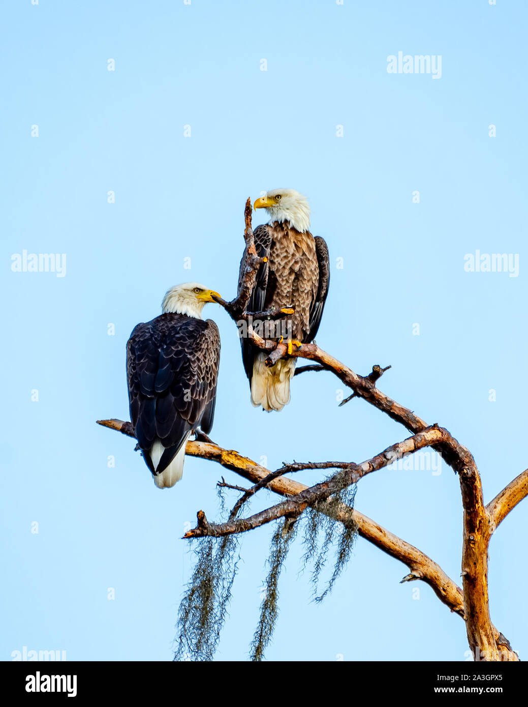 American aquila calva si accoppia arroccato insieme su un ramo di albero Foto Stock