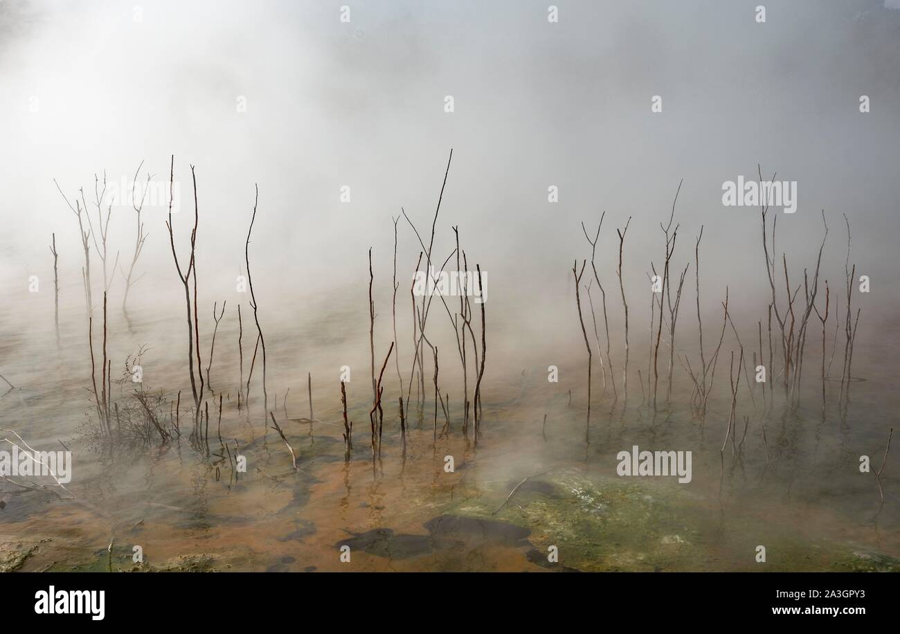 Rami morti nel lago termale, acqua di cottura a vapore, primavera calda, parco Kuirau, Rotorua, Nuova Zelanda Foto Stock