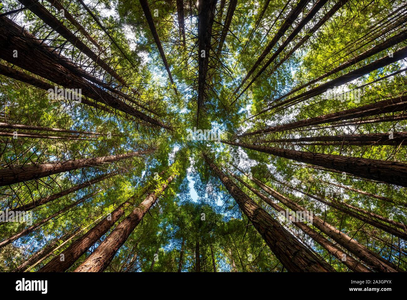 Vista dal basso nel treetops, Redwood Forest, Sequoia sempervirens (Sequoia sempervirens), Whakarewarewa foresta, Rotorua, Isola del nord, nuovo Foto Stock