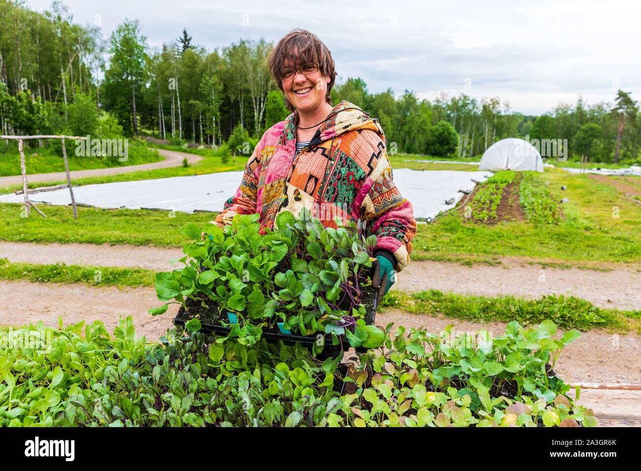 La Svezia, nella contea di Vastra Gotaland, Hokerum, Ulricehamn borgo, Rochat relazione familiare, Sonia piantagione rave seminate in vivaio, verdura diffusa in Svezia Foto Stock