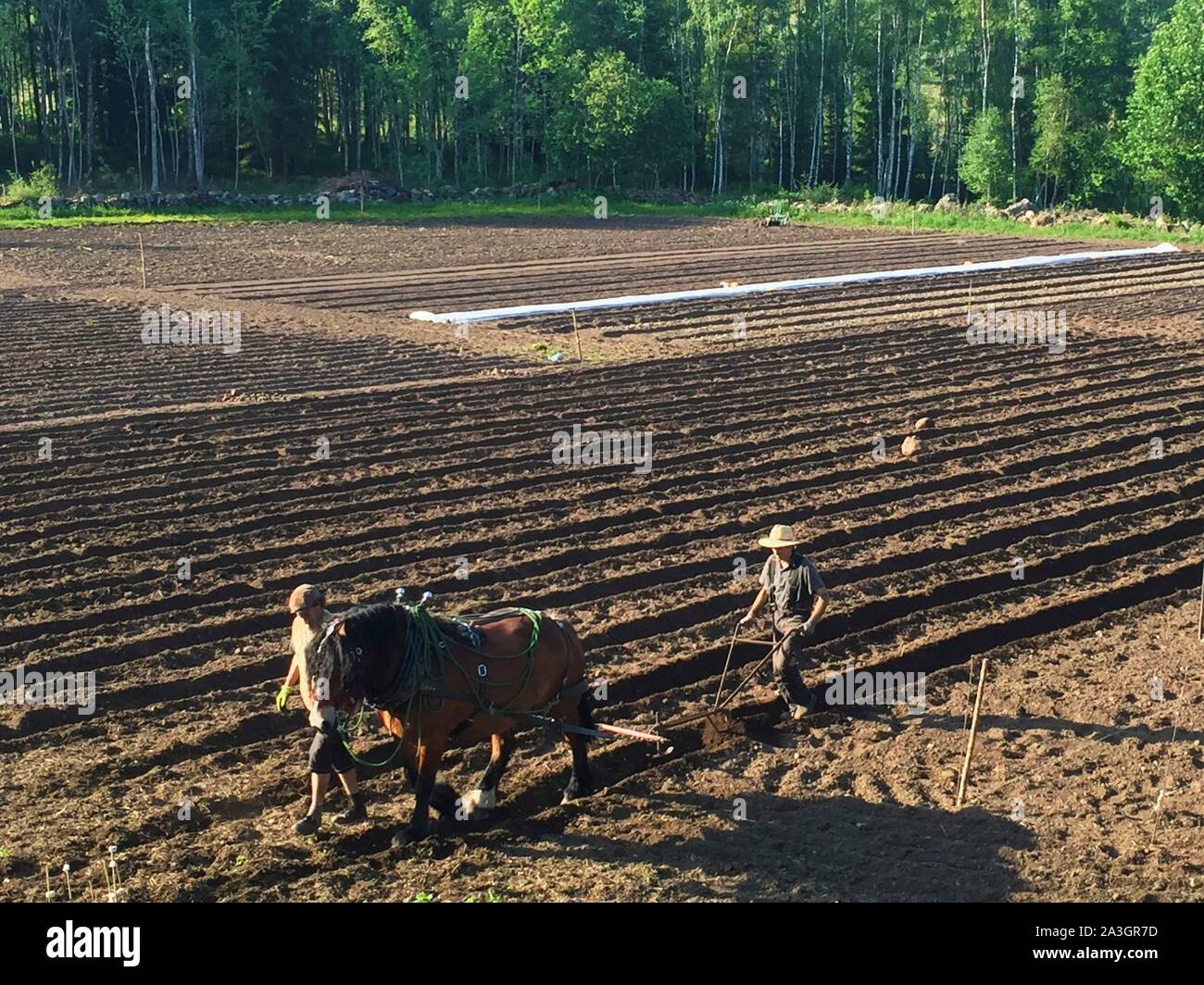 Lione, 2015 Preparazione di massa utilizzando il cavallo e quackgrass distacco, quindi non ci sarà più lavoro nel terreno Foto Stock