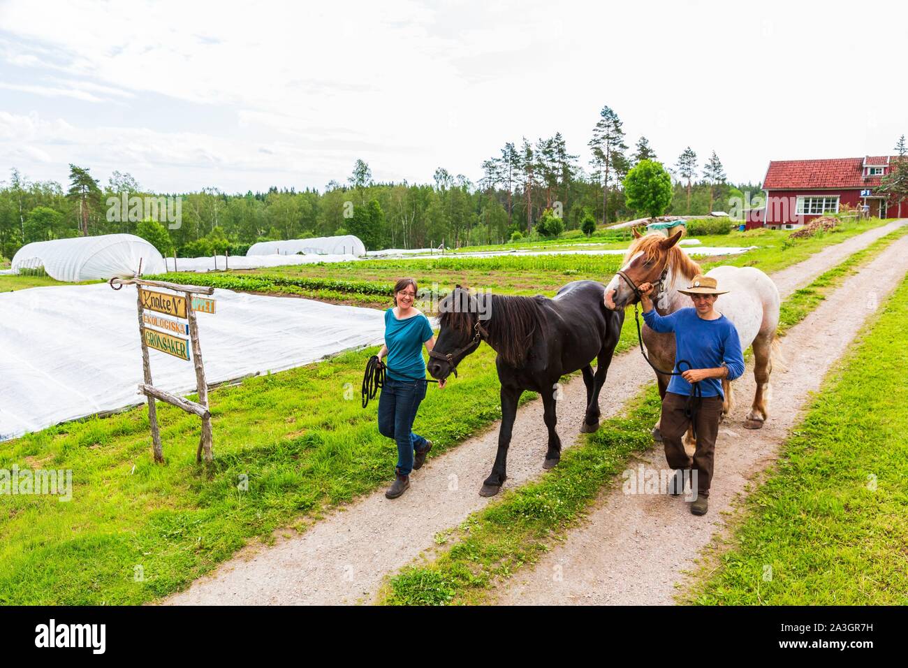 La Svezia, nella contea di Vastra Gotaland, Hokerum, Ulricehamn borgo, Rochat relazione familiare, Pierre e Sonia cambiare il parco cavalli Rudolph e Max 32anni Foto Stock